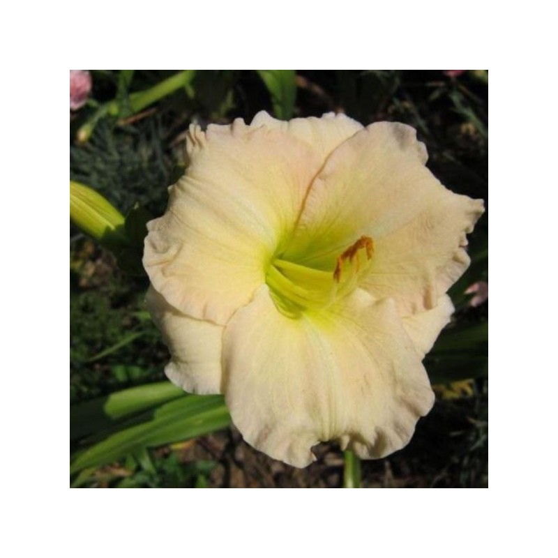 Hemerocallis 'Longfields Beauty'