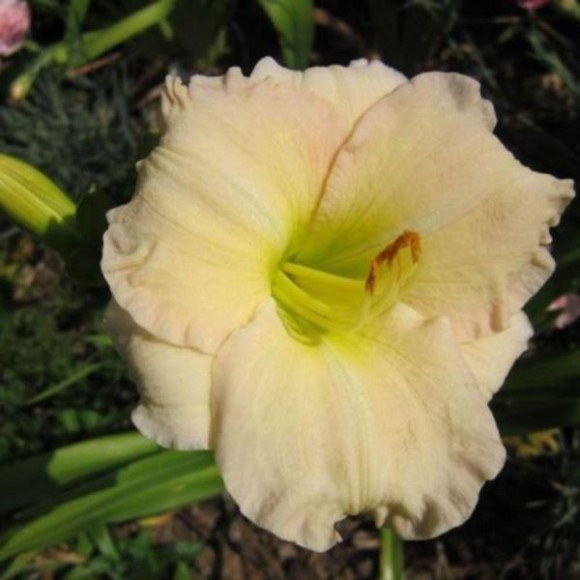 Hemerocallis 'Longfields Beauty'