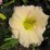 Hemerocallis 'Longfields Beauty'