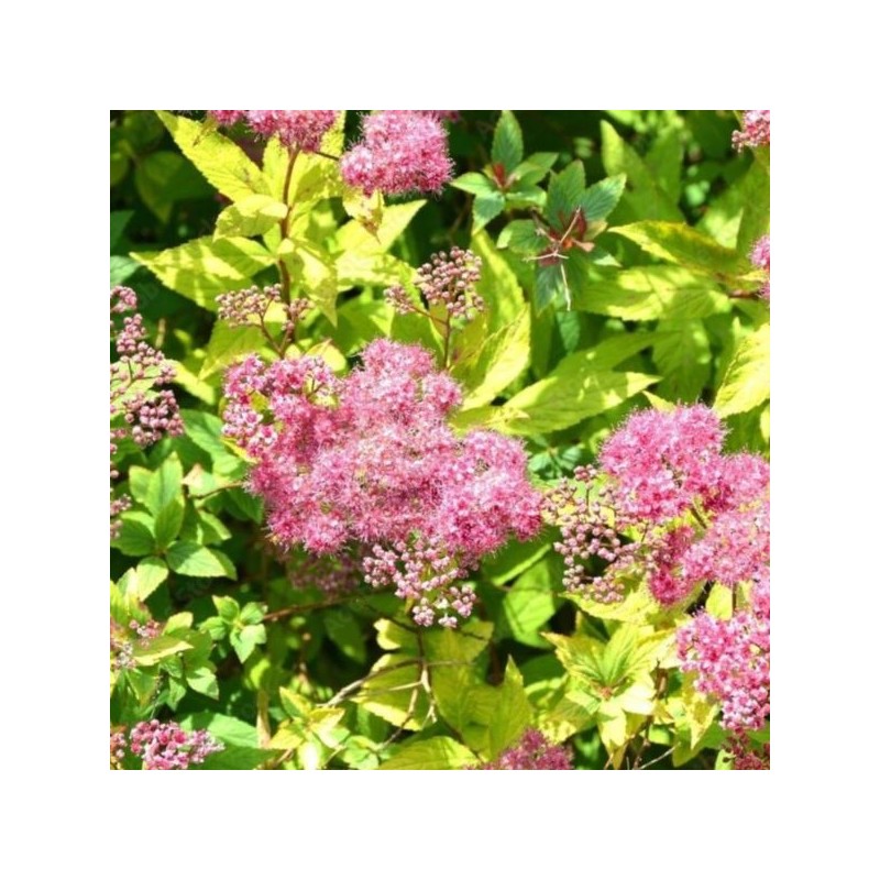 Spiraea japonica 'Froebelii'