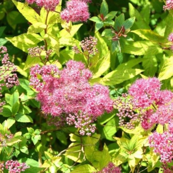 Spiraea japonica 'Froebelii'
