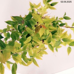 Spiraea japonica 'Froebelii'
