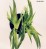 Hemerocallis 'Celebration of Angels'