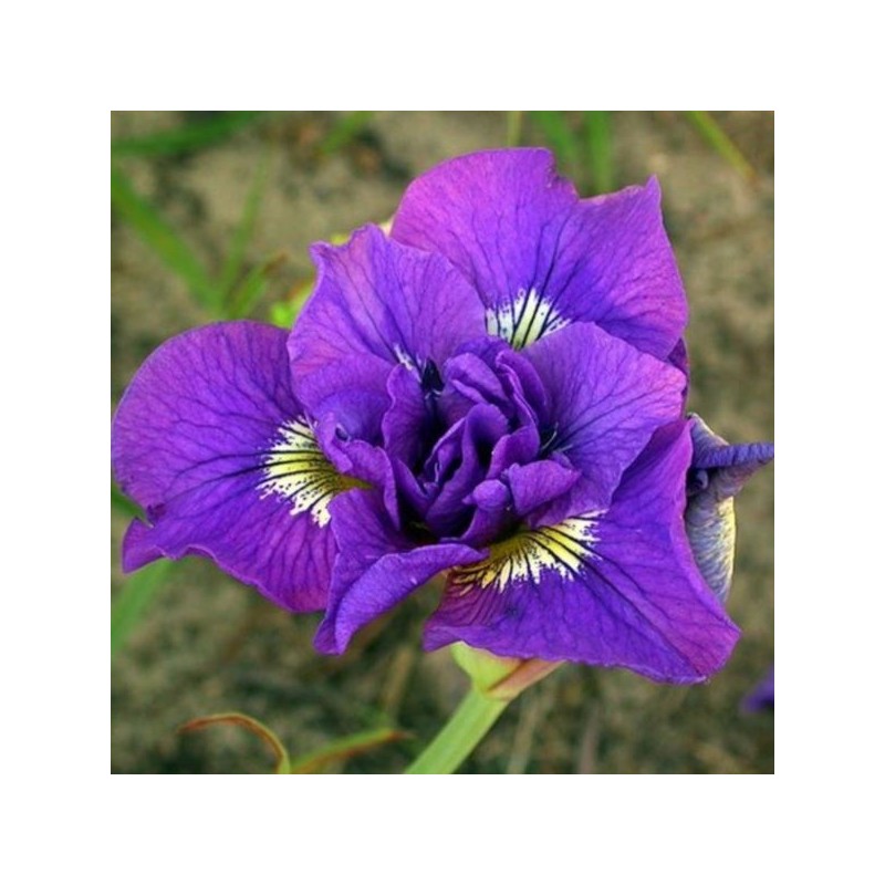Iris sibirica 'Double Standard'