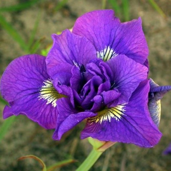 Iris sibirica 'Double Standard'