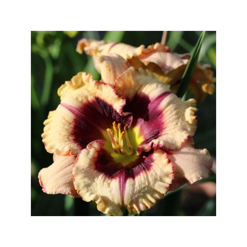 Hemerocallis 'Crystal Pinot'