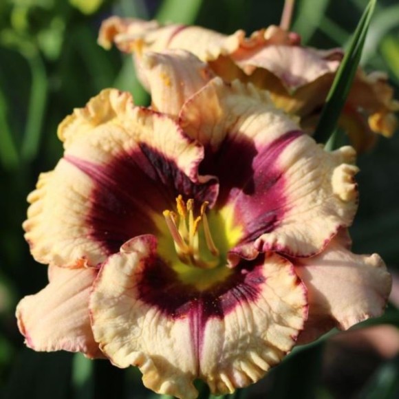 Hemerocallis 'Crystal Pinot'