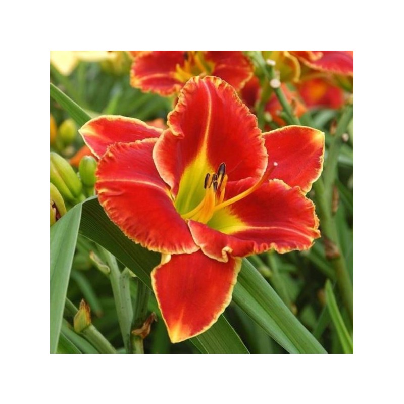 Hemerocallis 'Fire and Fog'