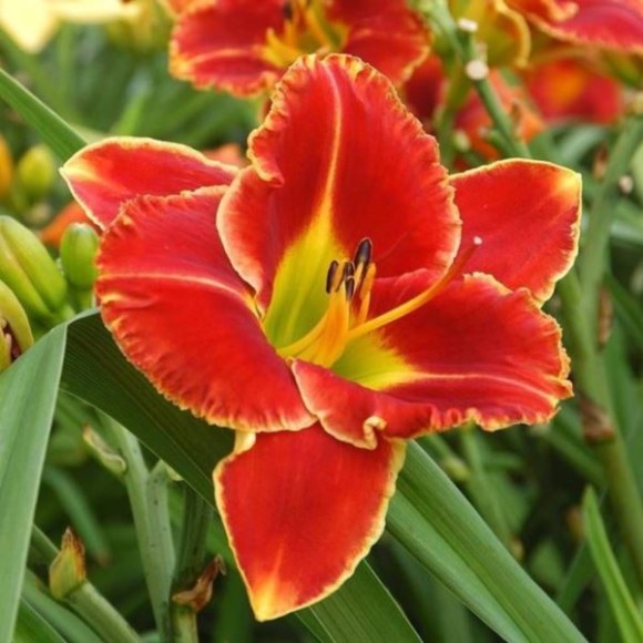 Hemerocallis 'Fire and Fog'