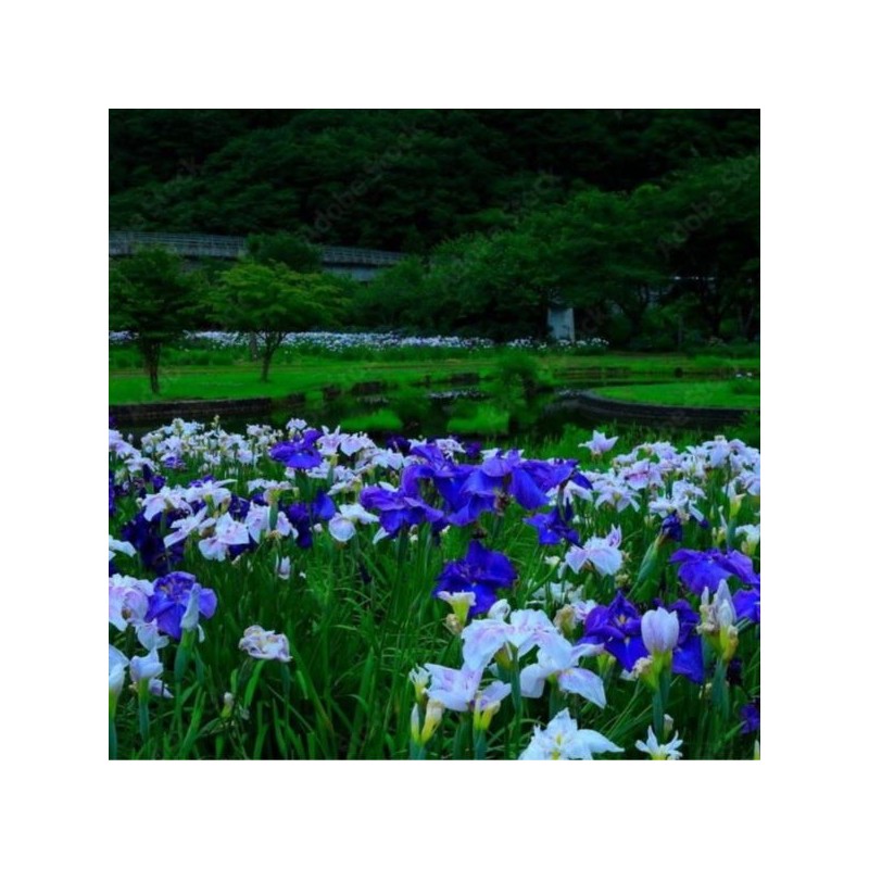 Iris ensata 'Light at Dawn'