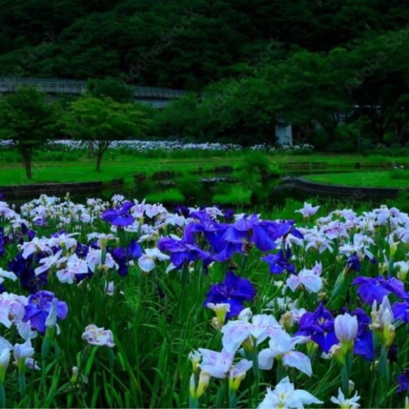 Iris ensata 'Light at Dawn'