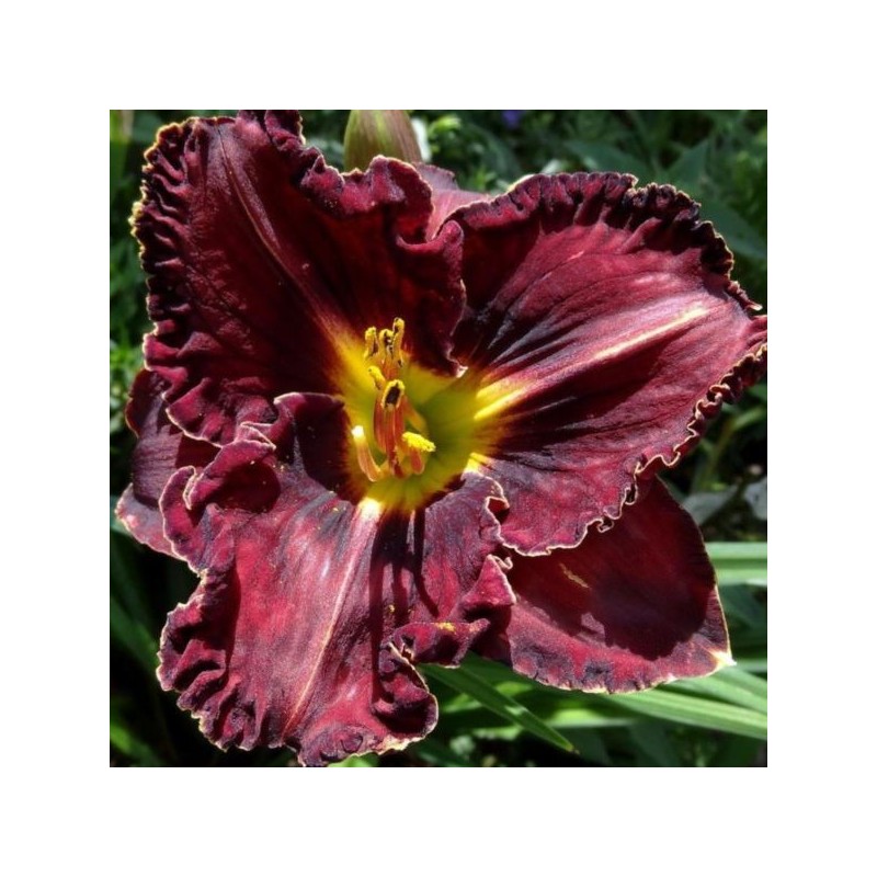 Hemerocallis 'Purplelicious'