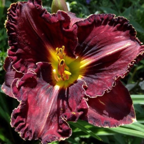 Hemerocallis 'Purplelicious'