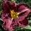 Hemerocallis 'Purplelicious'