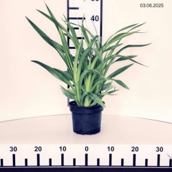 Hemerocallis 'Purplelicious'