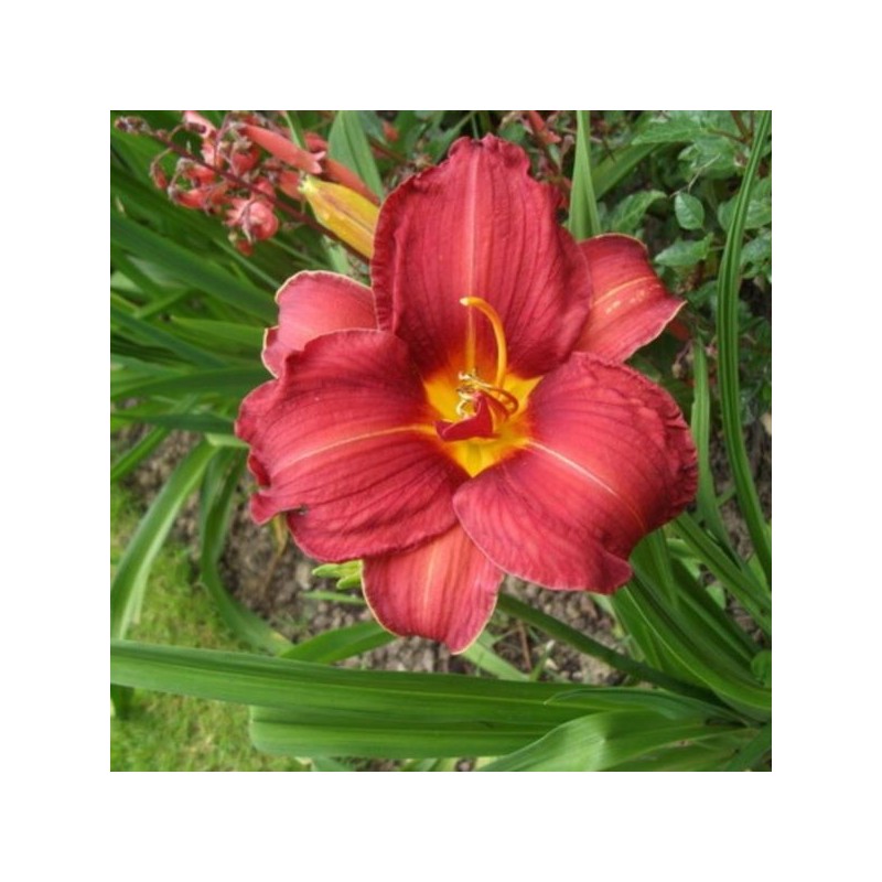 Hemerocallis 'Rediculous'