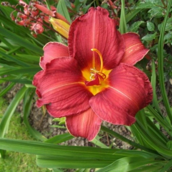 Hemerocallis 'Rediculous'