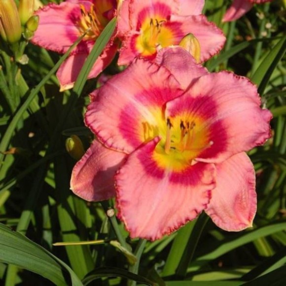 Hemerocallis 'Dress Pink'