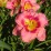 Hemerocallis 'Dress Pink'