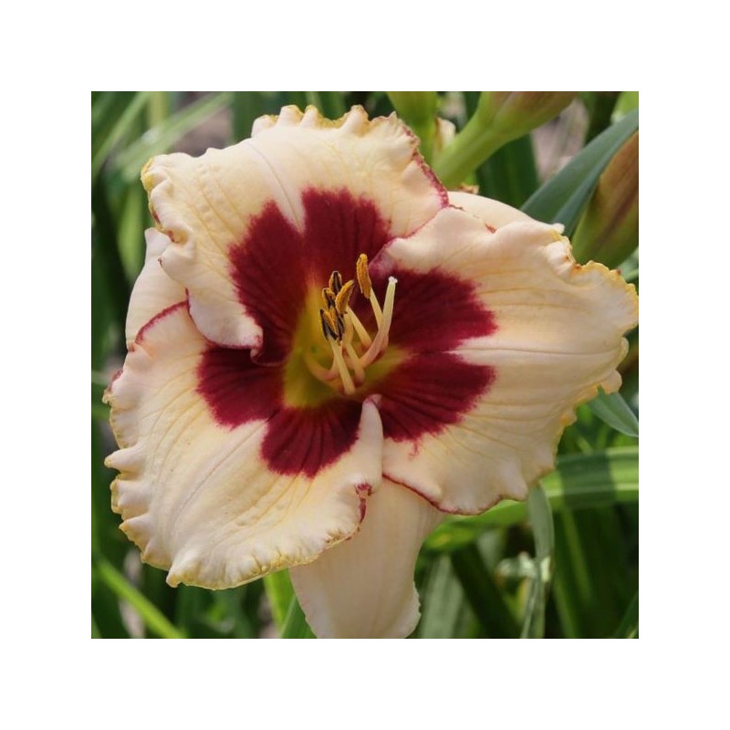 Hemerocallis 'Longfields Nippon'