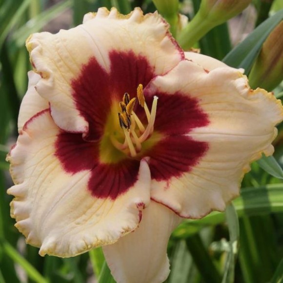 Hemerocallis 'Longfields Nippon'