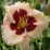Hemerocallis 'Longfields Nippon'