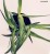 Hemerocallis 'Longfields Nippon'