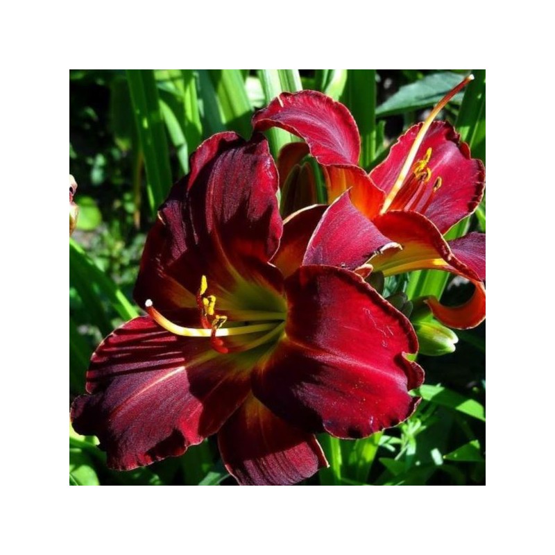 Hemerocallis 'Jolly Hearts'