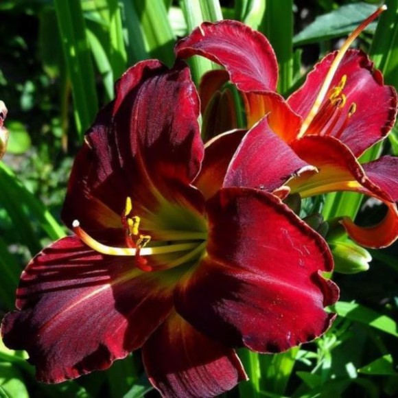 Hemerocallis 'Jolly Hearts'