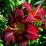 Hemerocallis 'Jolly Hearts'