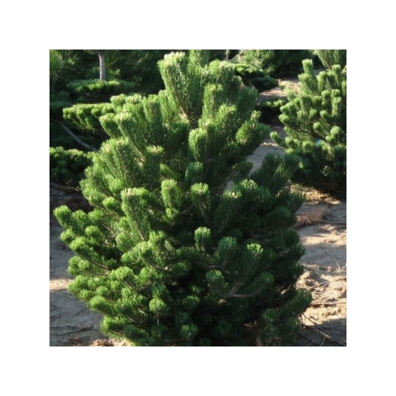 Pinus nigra 'Oregon Green'