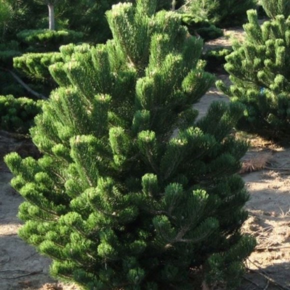 Pinus nigra 'Oregon Green'