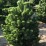 Pinus nigra 'Oregon Green'