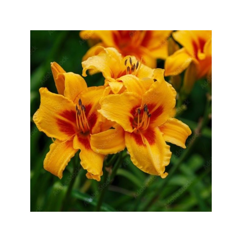 Hemerocallis 'Bonanza'