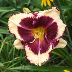 Hemerocallis 'Tiger Blood'