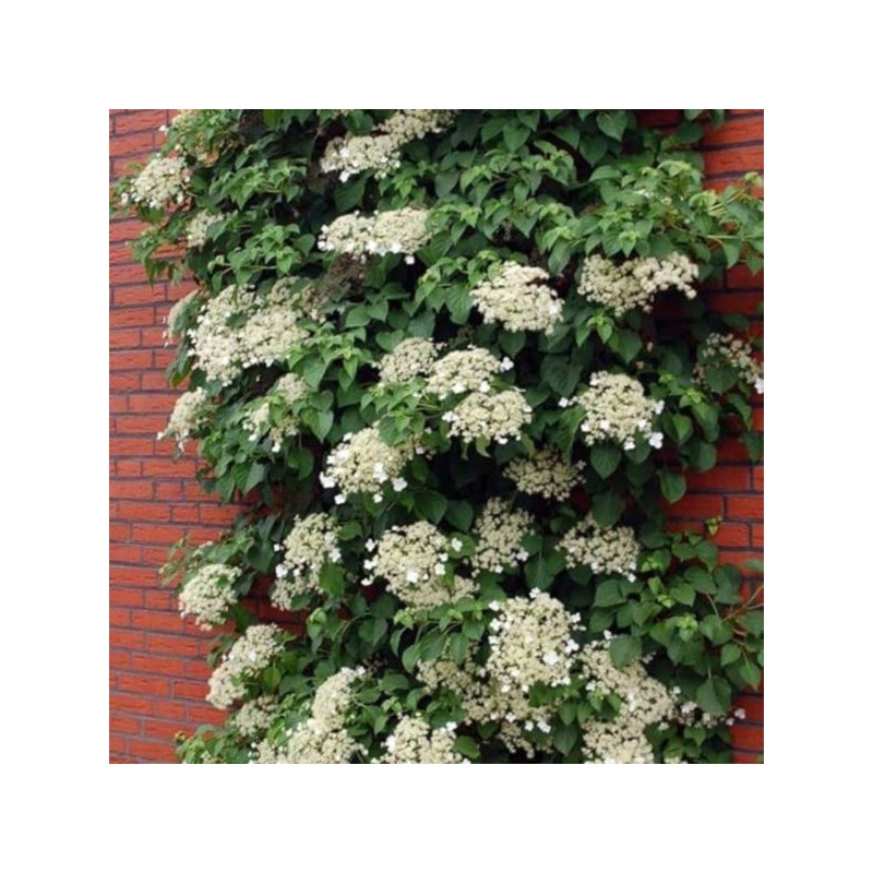 Hydrangea anomala subsp. petiolaris