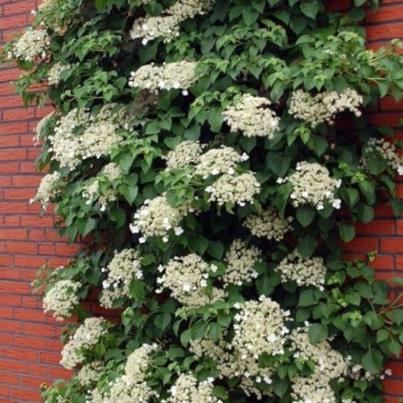 Hydrangea anomala subsp. petiolaris
