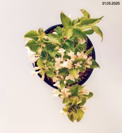 Weigela 'Snowflake'
