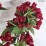 Weigela CHERRY LOVE 'Slingco 2' PBR
