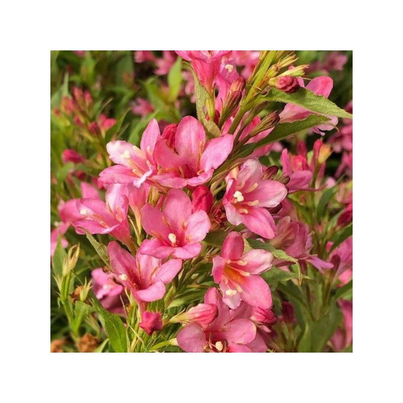 Weigela PICOBELLA ROSA 'TVP2'