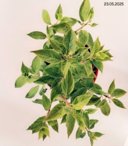 Weigela PICOBELLA ROSA 'TVP2'
