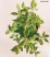 Weigela PICOBELLA ROSA 'TVP2'