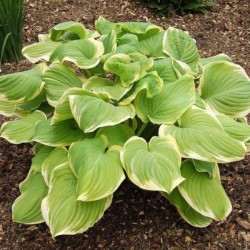 Hosta 'Fragrant Bouquet'