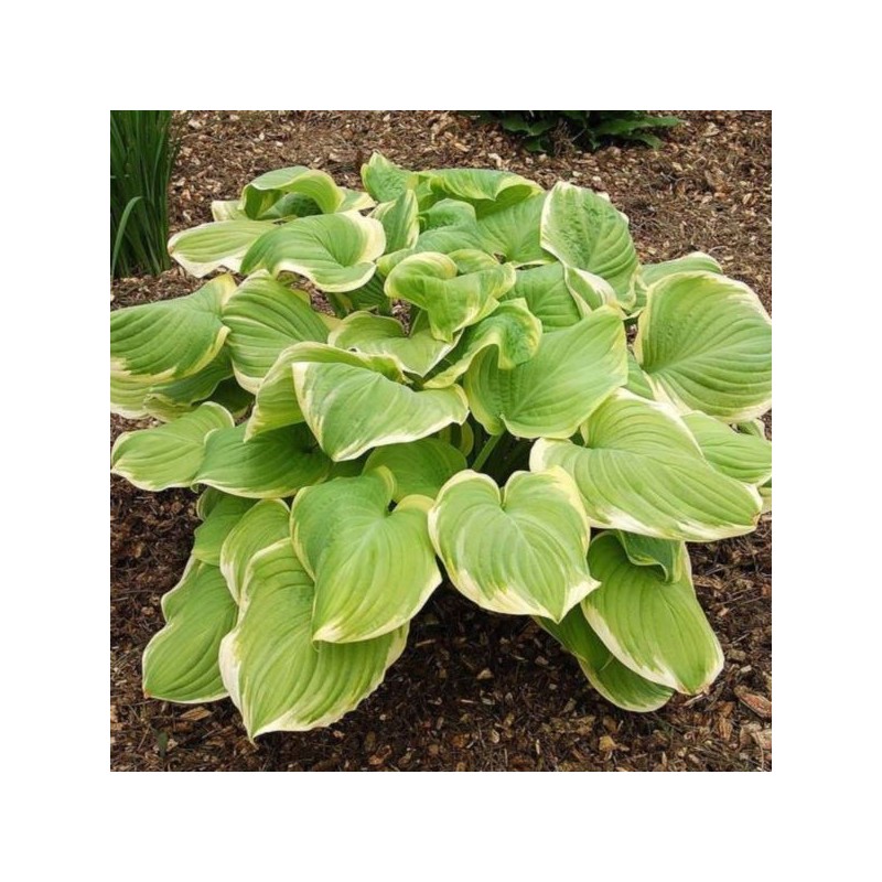 Hosta 'Fragrant Bouquet'