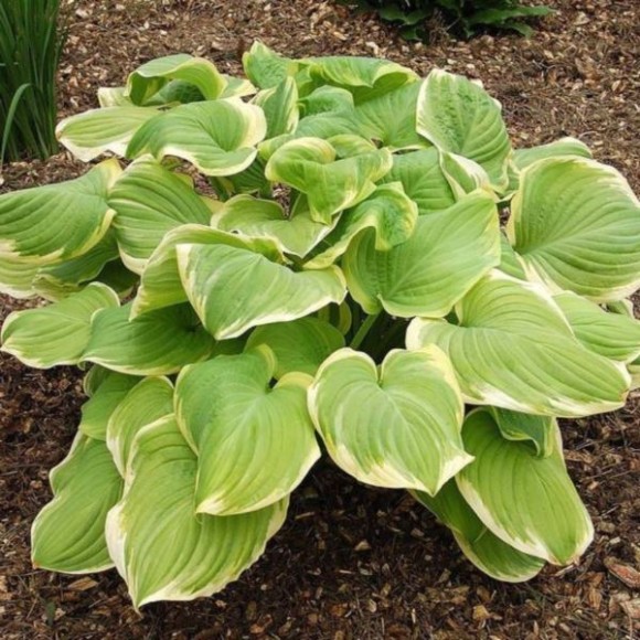 Hosta 'Fragrant Bouquet'