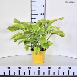 Hosta 'Fragrant Bouquet'