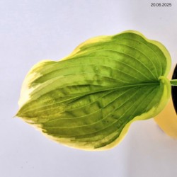Hosta 'Fragrant Bouquet'