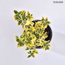 Euonymus fortunei 'Emerald 'n' Gold'