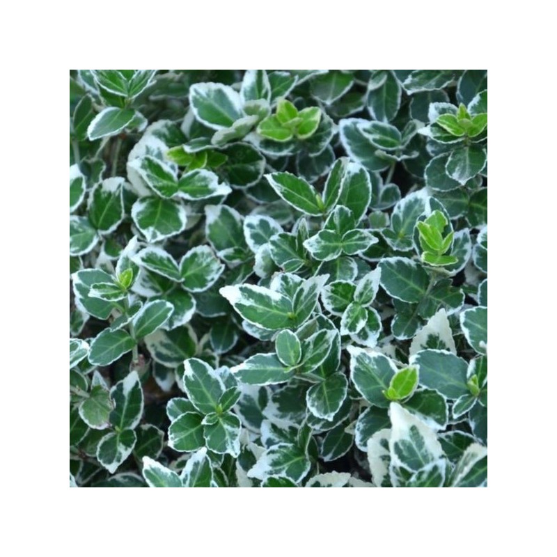 Euonymus fortunei 'Emerald Gaiety'