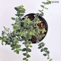 Euonymus fortunei 'Emerald Gaiety'